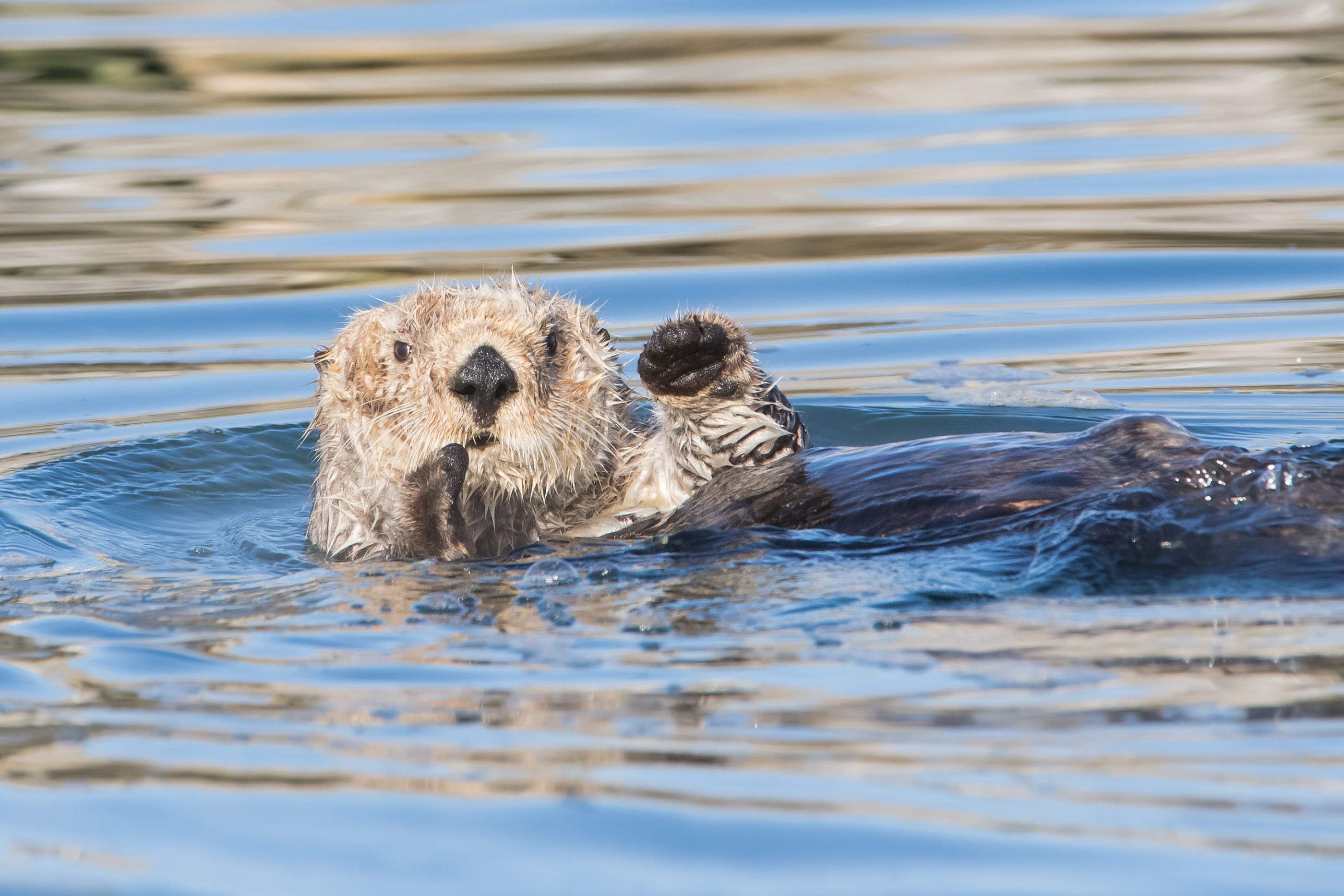 Sea otter in California, USA
