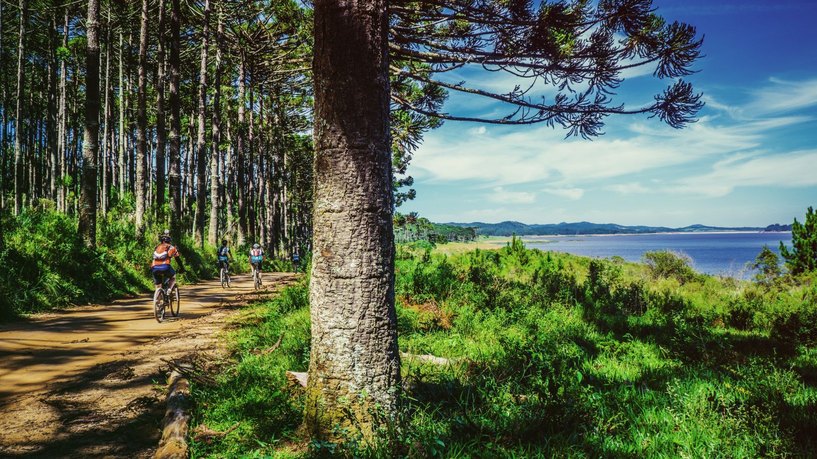 Family cycling through a forest track along the coast
