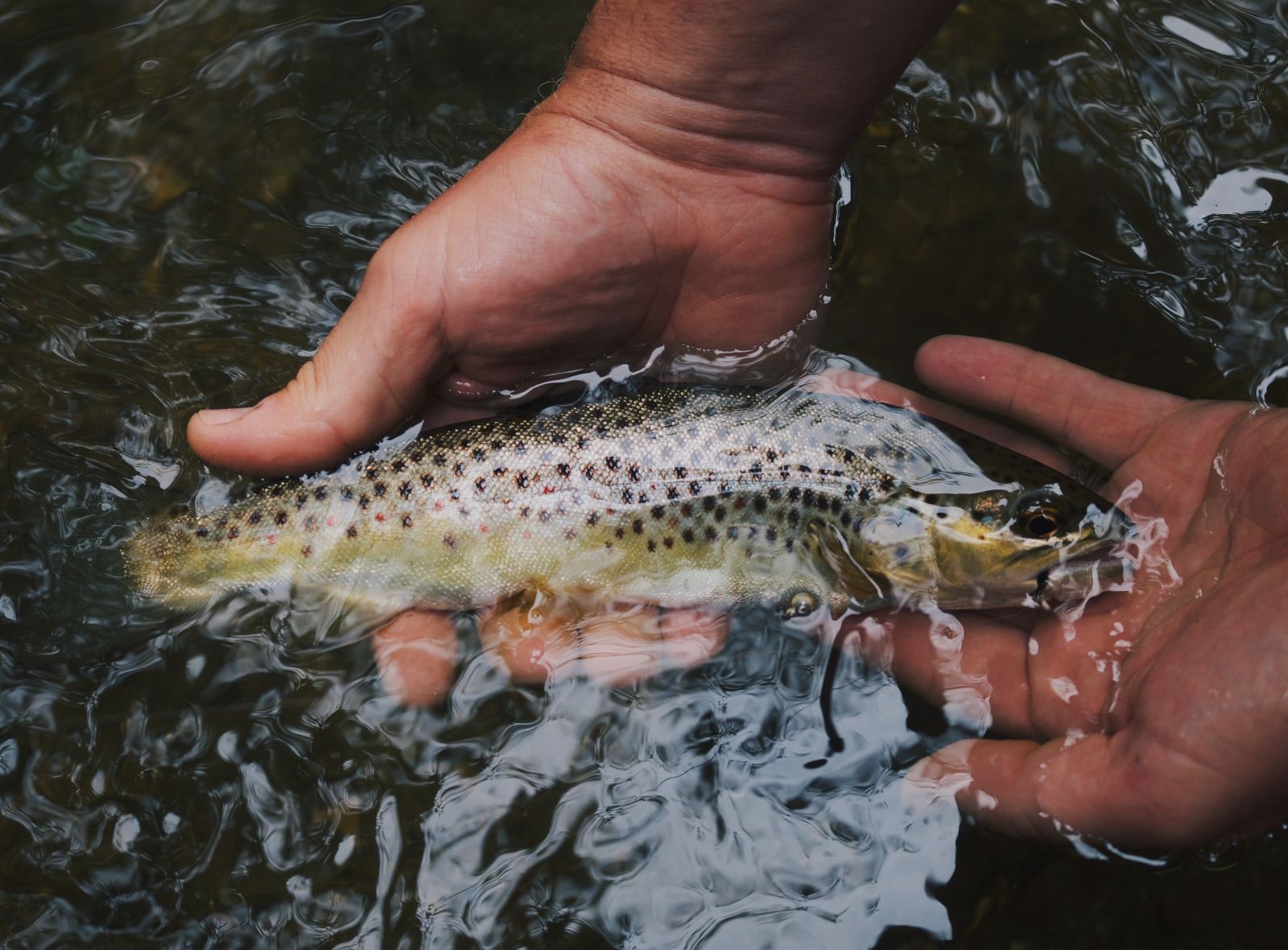 Catching a fish in a lake in New England, USA