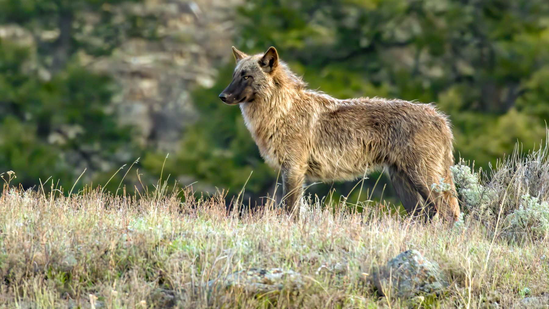 A wolf photographed in Wyoming