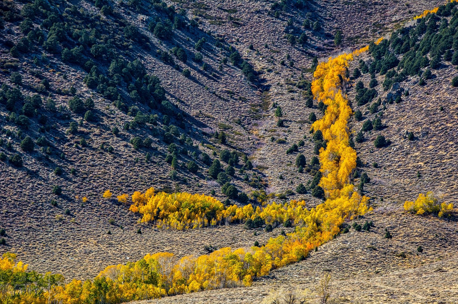 A row of yellow trees in autumn against a granite cliff in Yosemite National Park