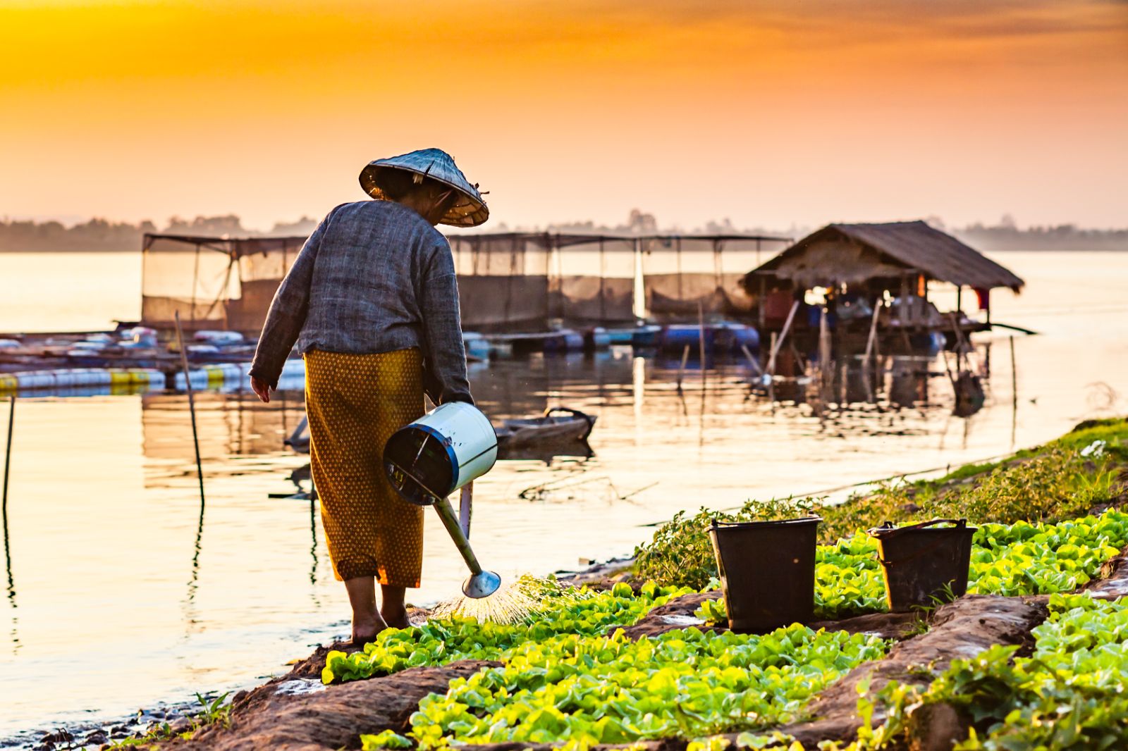 A woman watering vegetables on the banks of the Mekong (Shutterstock)