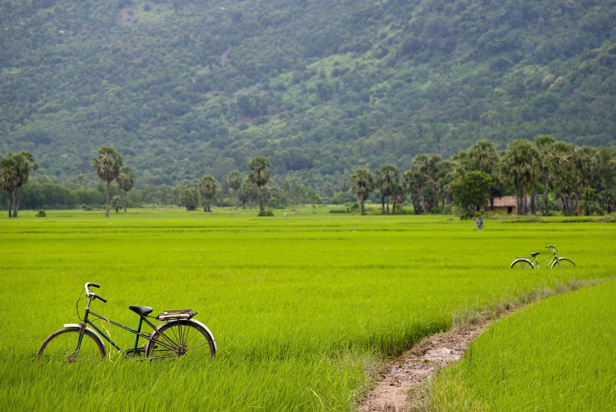 Bicycle in paddy fields