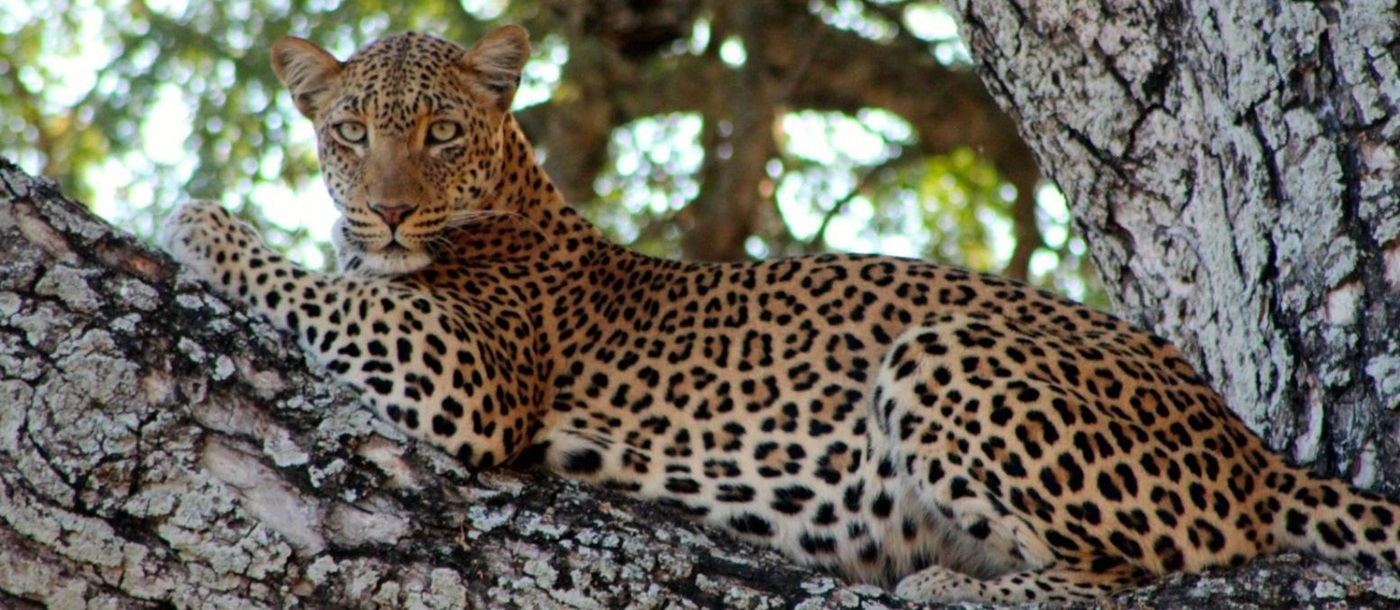 Leopard seen on the grounds at Anabezi camp in the Lower Zambezi, Zambia