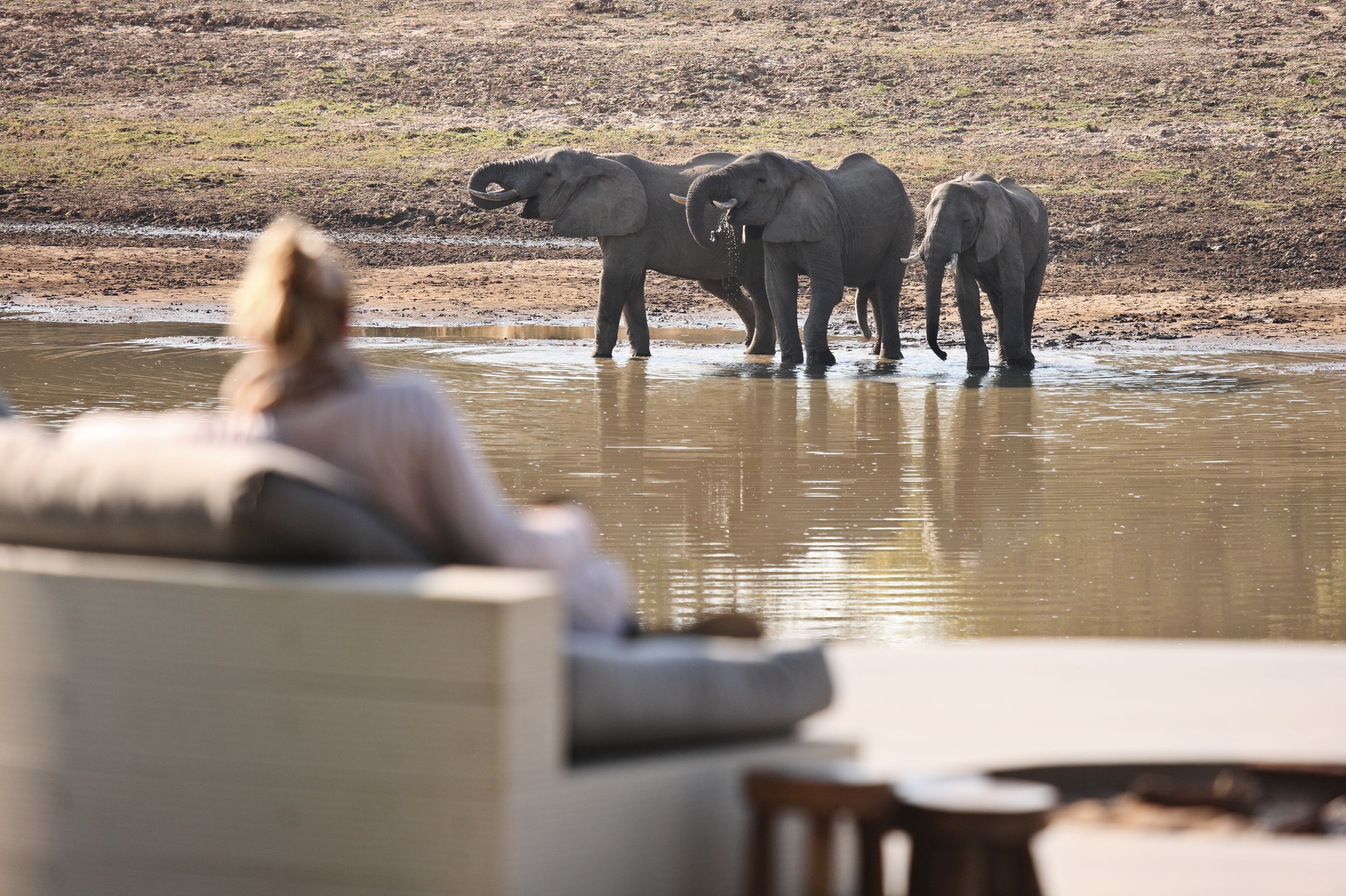 Elephants at Chinzombo