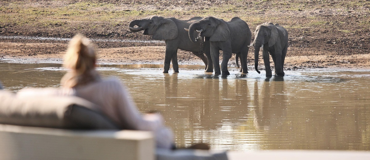 Elephants at Chinzombo