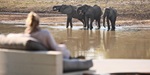 Elephants at Chinzombo
