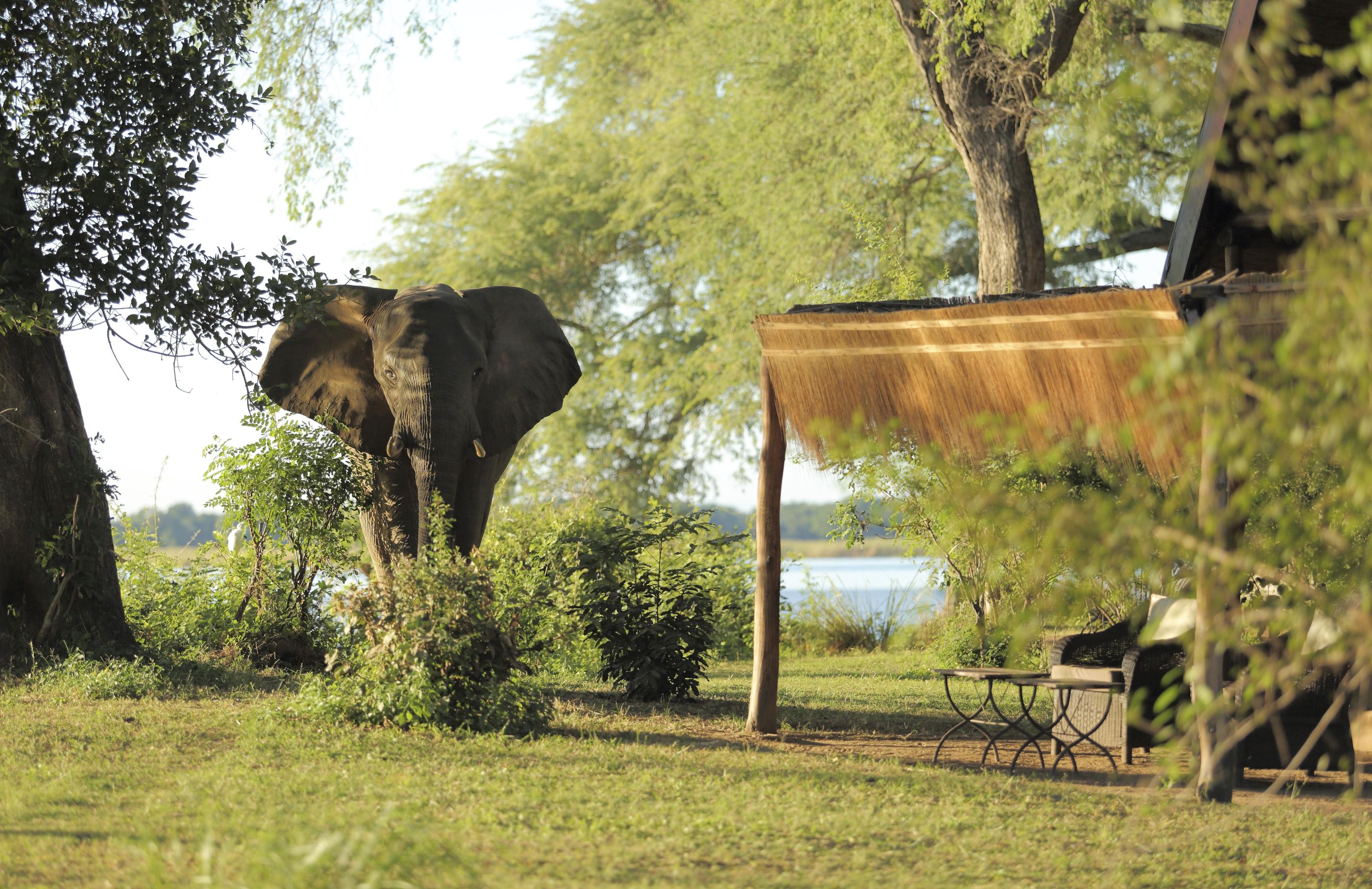 Elephants at Chongwe River Camp