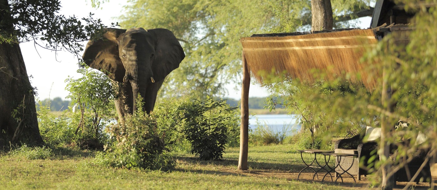 Elephants at Chongwe River Camp