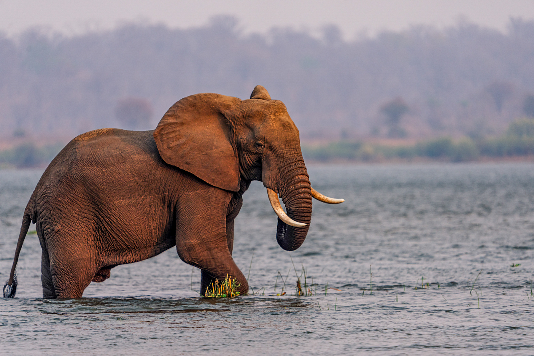 Elephant spotted on the grounds of Dulini Anabezi in the Lower Zambezi National Park