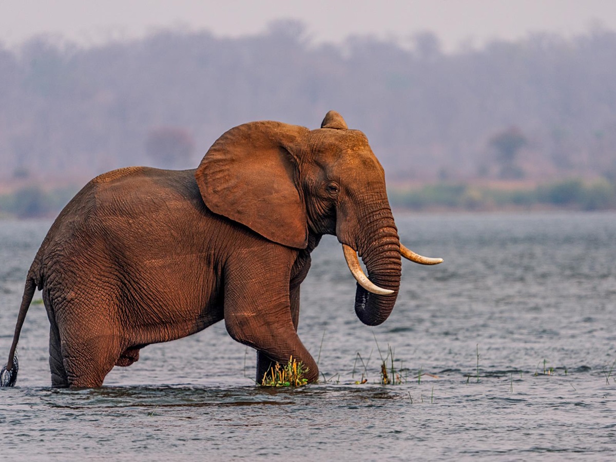 Elephant spotted on the grounds of Dulini Anabezi in the Lower Zambezi National Park