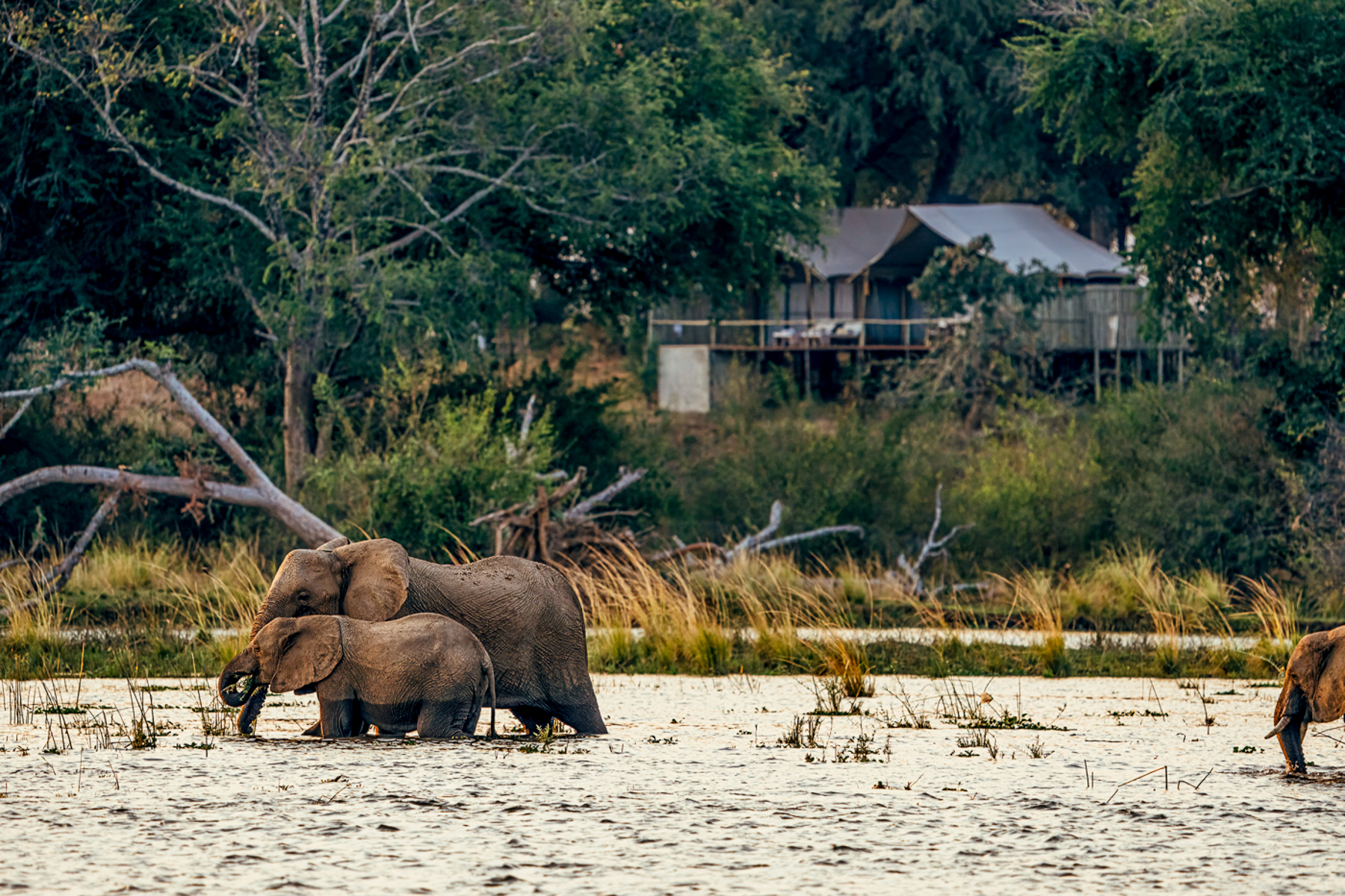 Adult elephant and calf on the grounds of Dulini Anabezi in the Lower Zambezi National Park