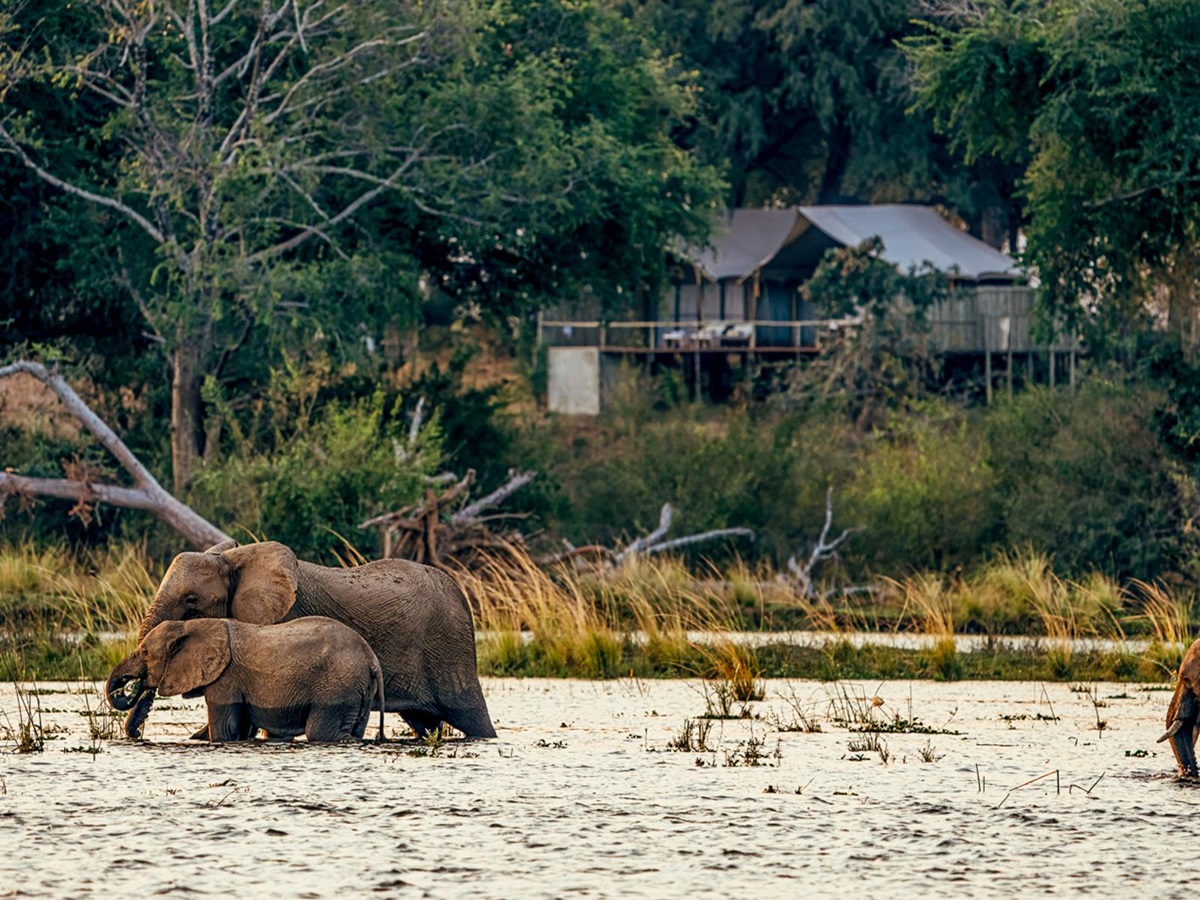 Adult elephant and calf on the grounds of Dulini Anabezi in the Lower Zambezi National Park