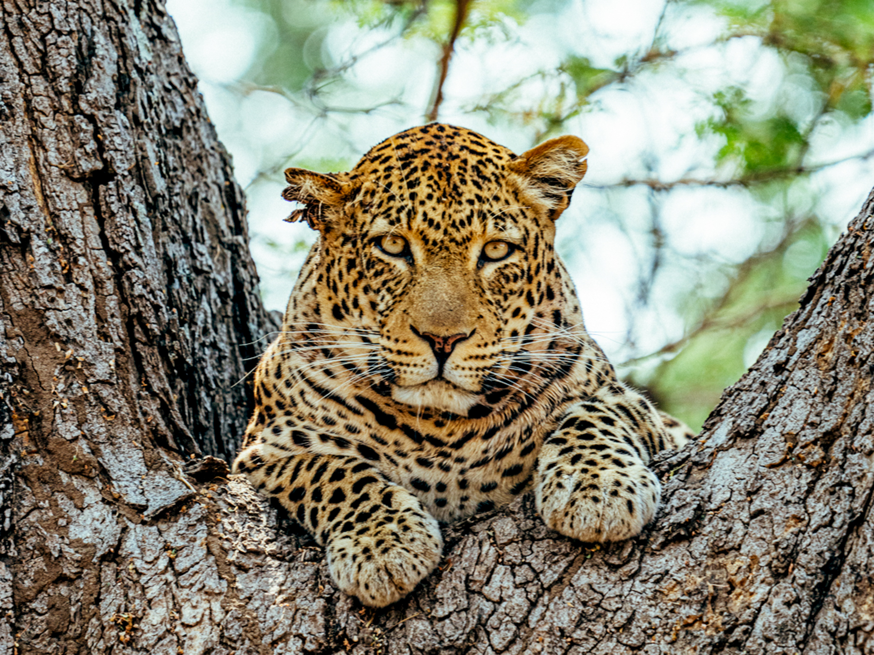 Jaguar in the trees at Dulini Anabezi in the Lower Zambezi National Park