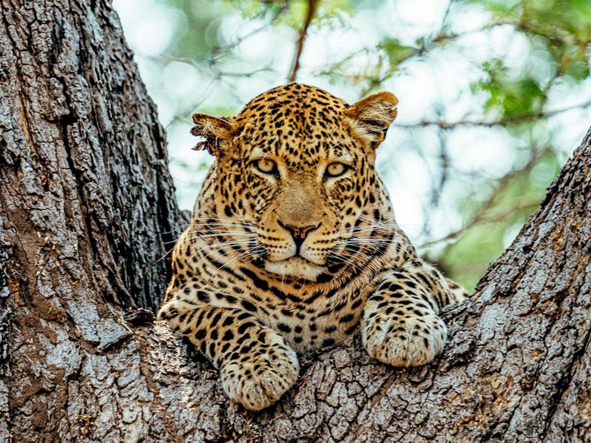 Jaguar in the trees at Dulini Anabezi in the Lower Zambezi National Park