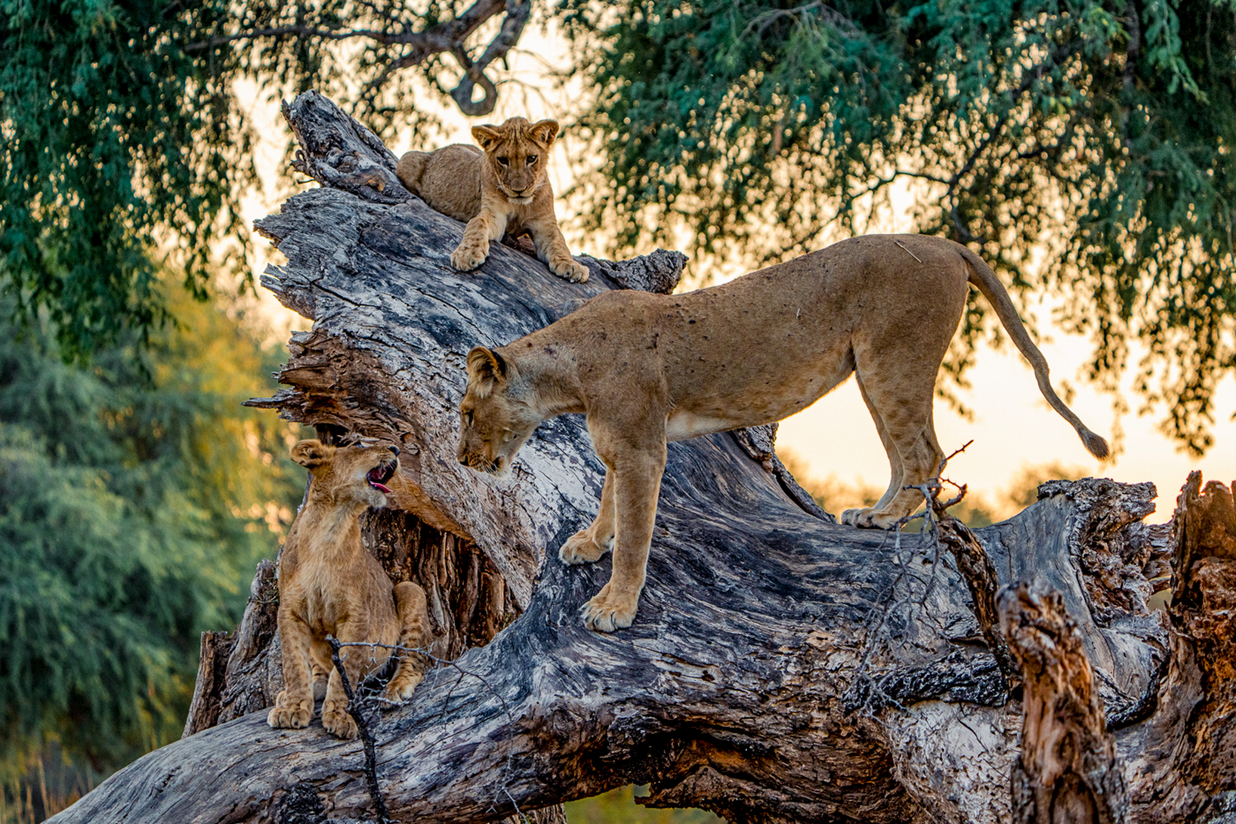 Lions spotted on the grounds of Dulini Anabezi in the Lower Zambezi National Park