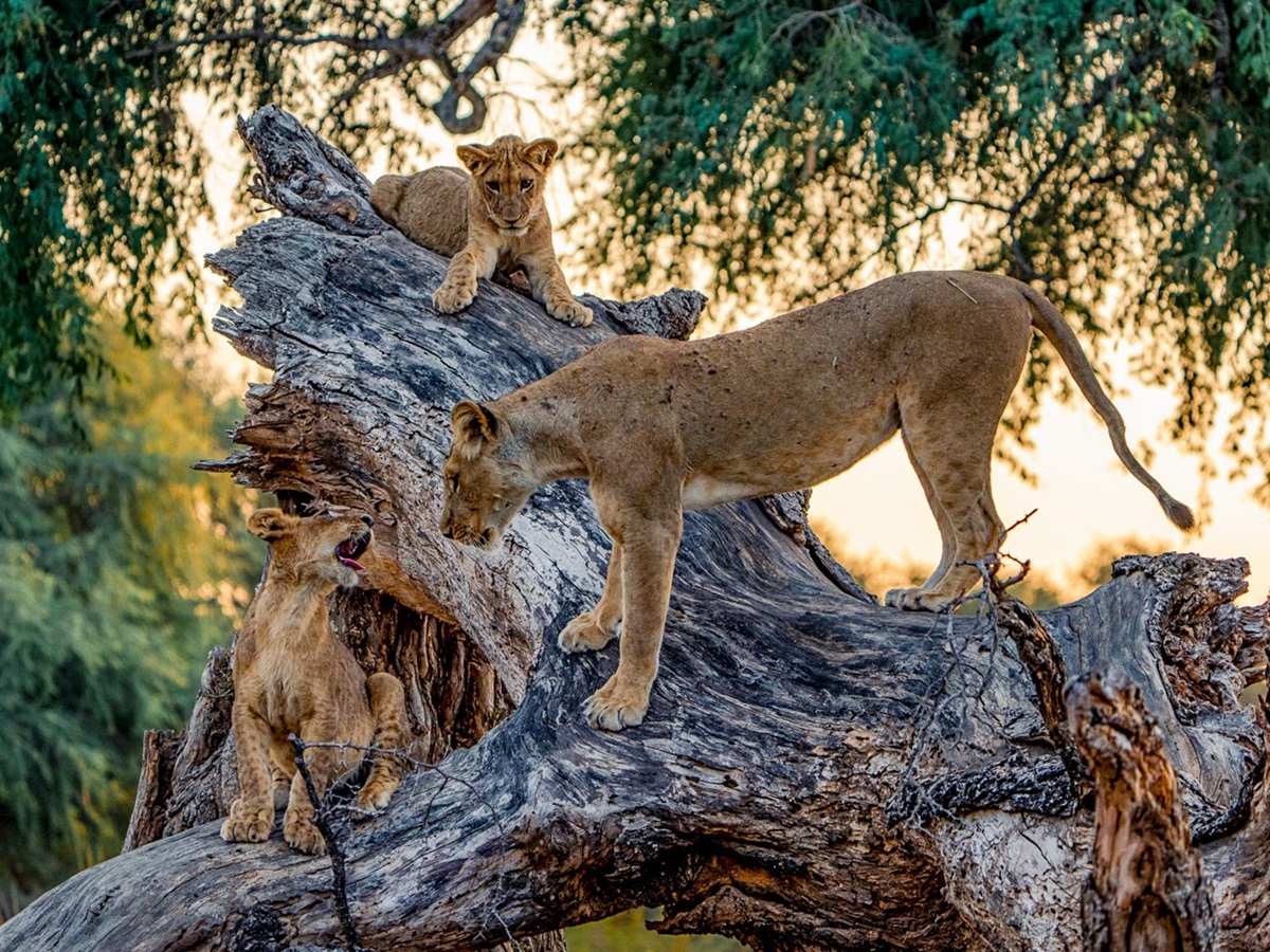 Lions spotted on the grounds of Dulini Anabezi in the Lower Zambezi National Park