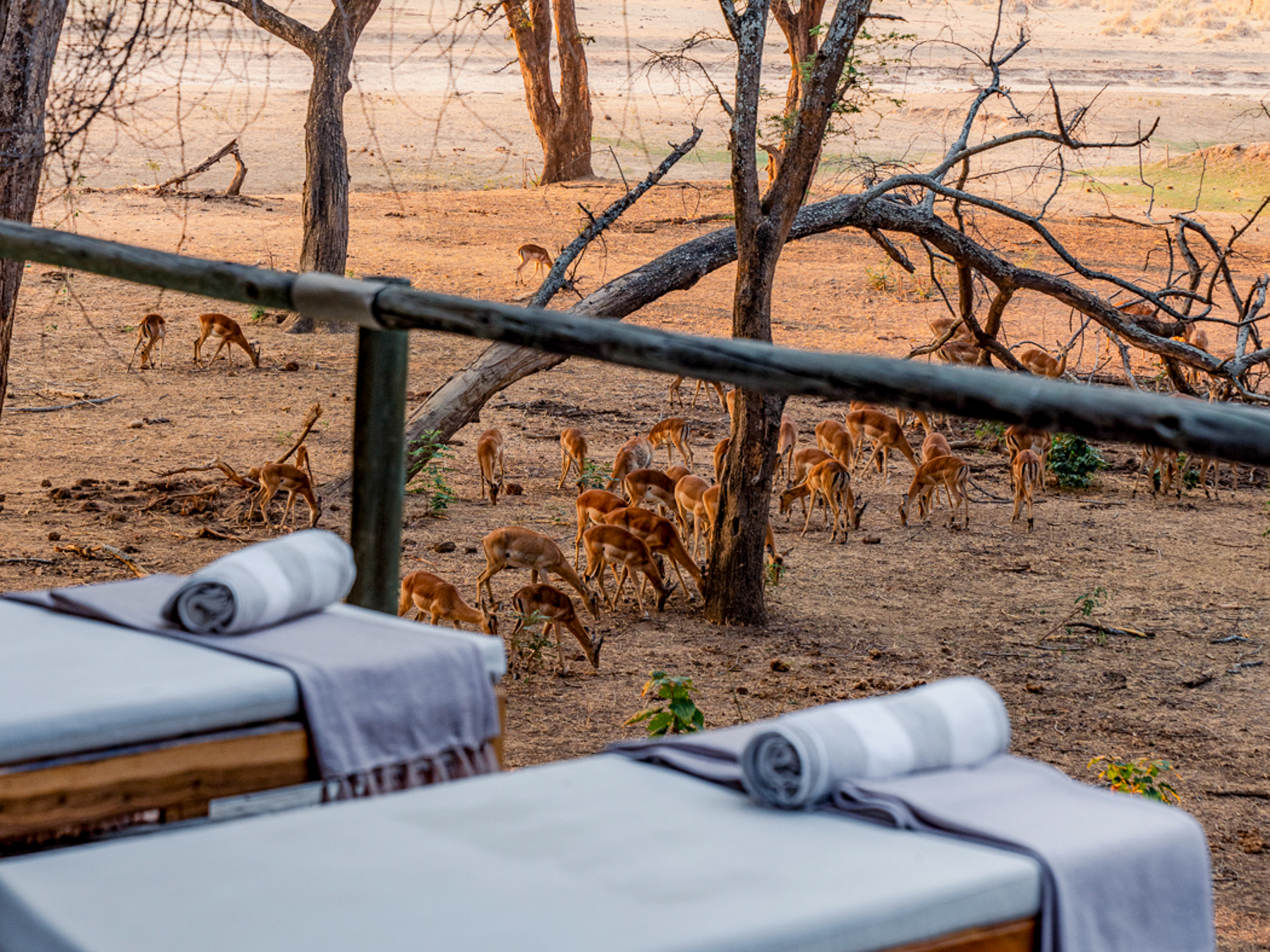 Antelope spotted from guest loungers at Dulini Anabezi in the Lower Zambezi National Park