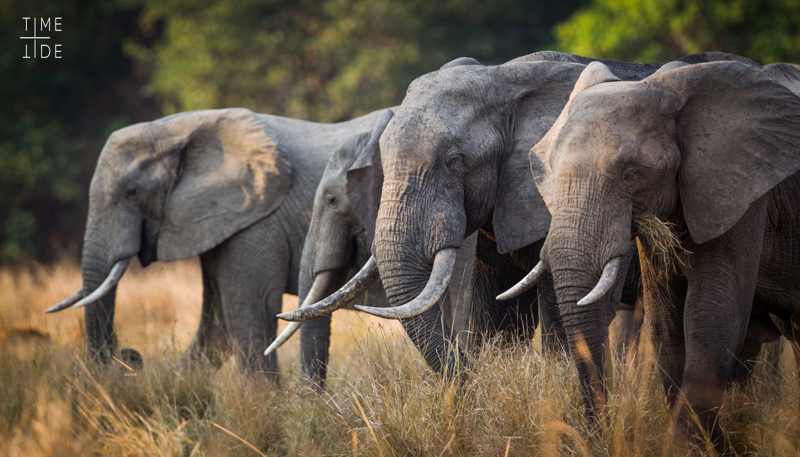 Elephants grazing in the South Luangwa National Park, Zambia