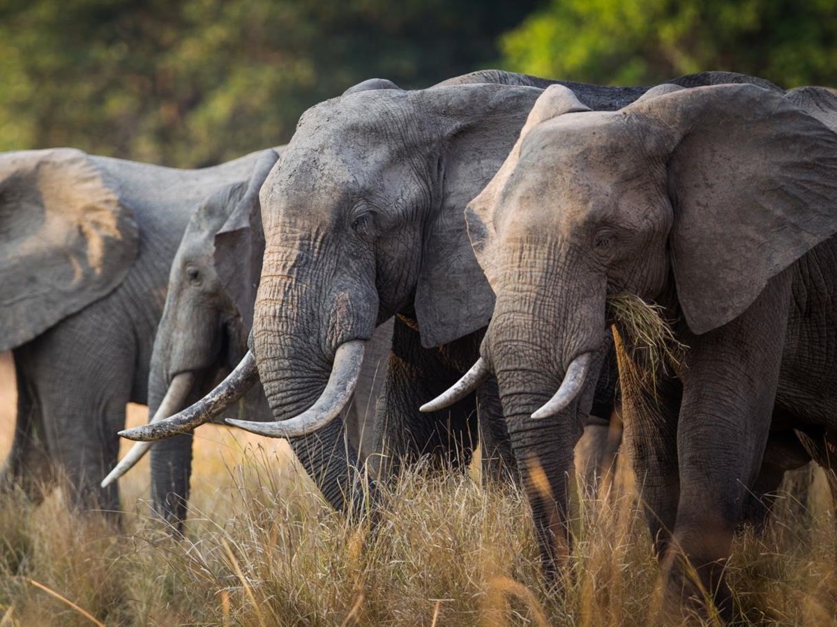 Elephants grazing in the South Luangwa National Park, Zambia