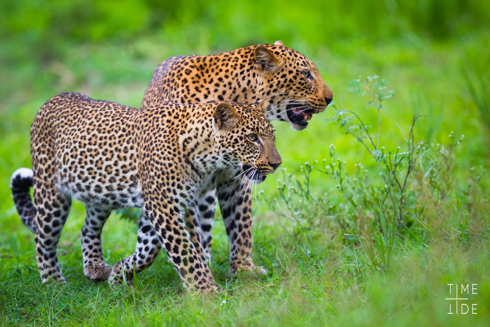 Two leopards in the South Luangwa National Park, Zamiba