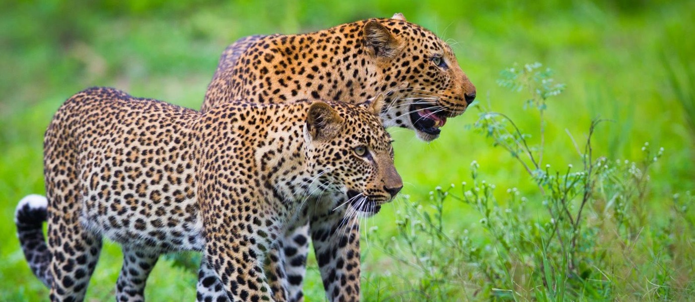 Two leopards in the South Luangwa National Park, Zamiba