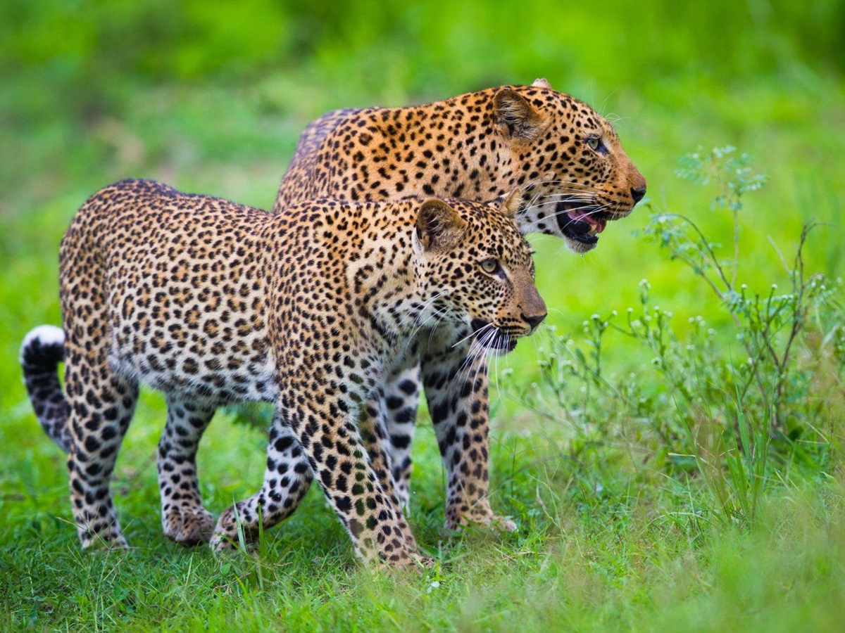 Two leopards in the South Luangwa National Park, Zamiba
