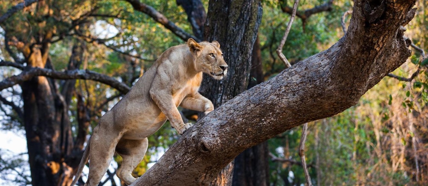 Lioness climbing a tree in the South Luangwa National Park, Zambia