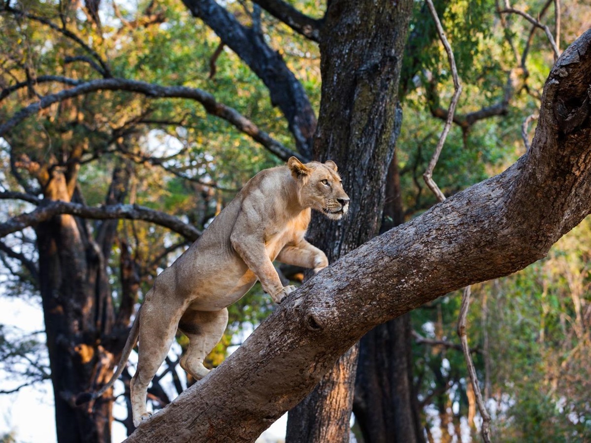 Lioness climbing a tree in the South Luangwa National Park, Zambia
