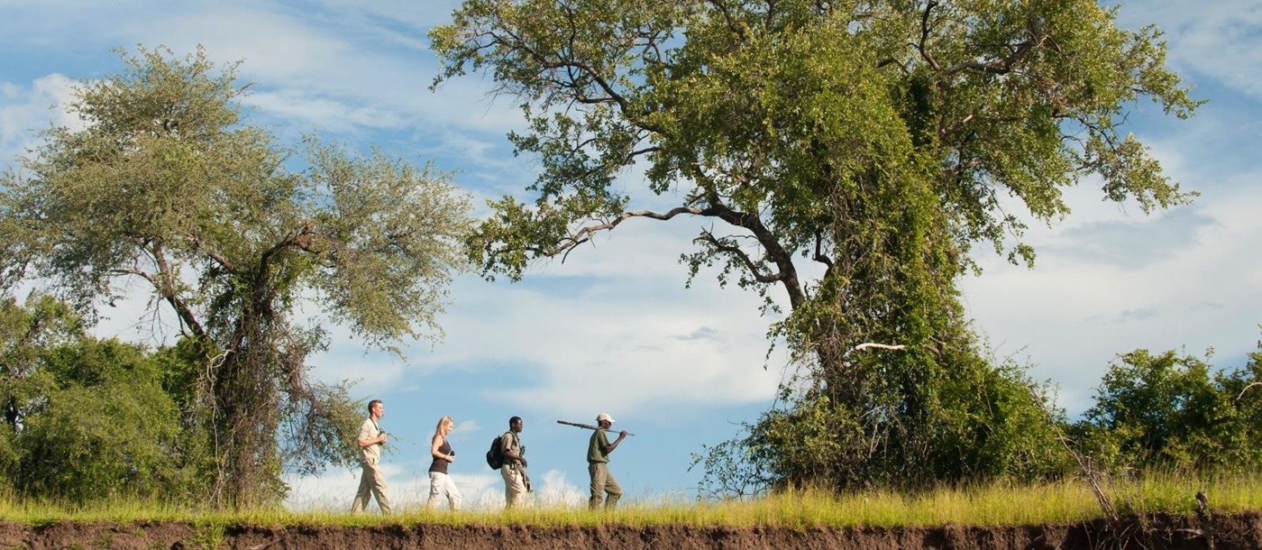 Guests and guide on a walking safari at luxury safari camp Kakuli Bush Camp in Zambia's South Luangwa National Park