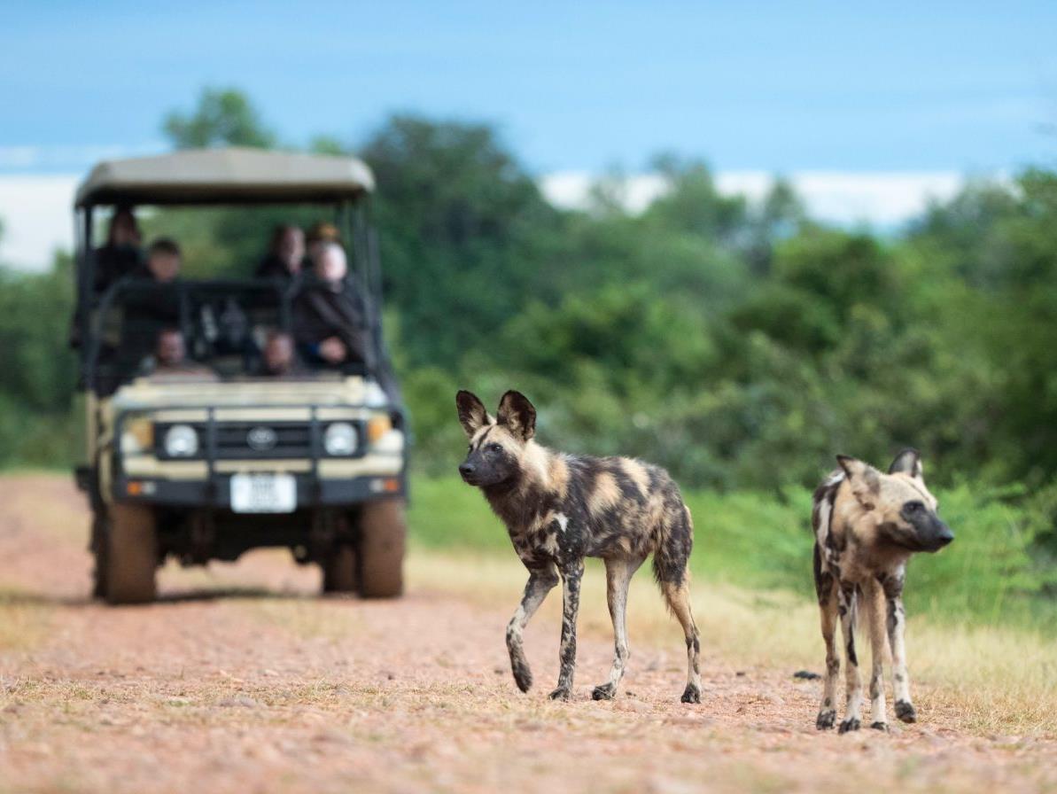 Guests spotting wild dogs on a game drive at luxury safari camp Kakuli Bush Camp in Zambia's South Luangwa National Park