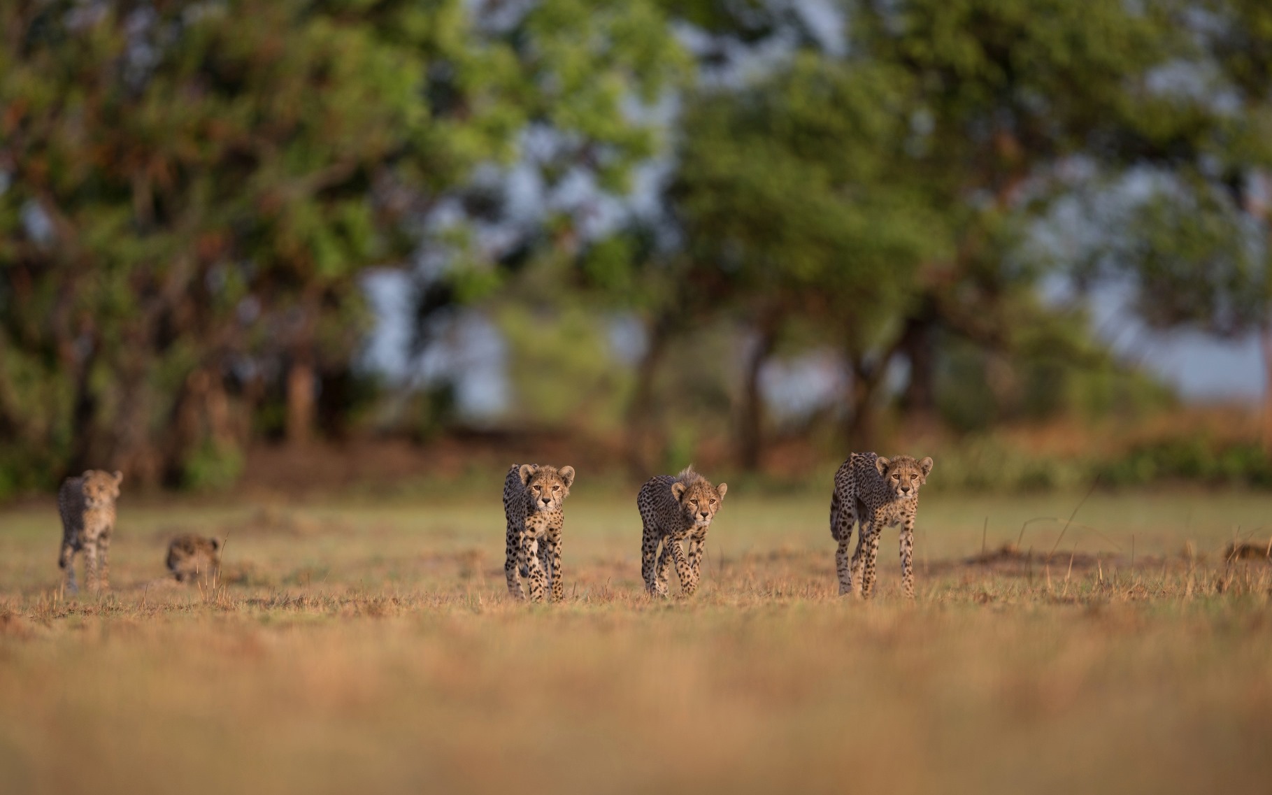 Cheetah near King Lewanika Lodge