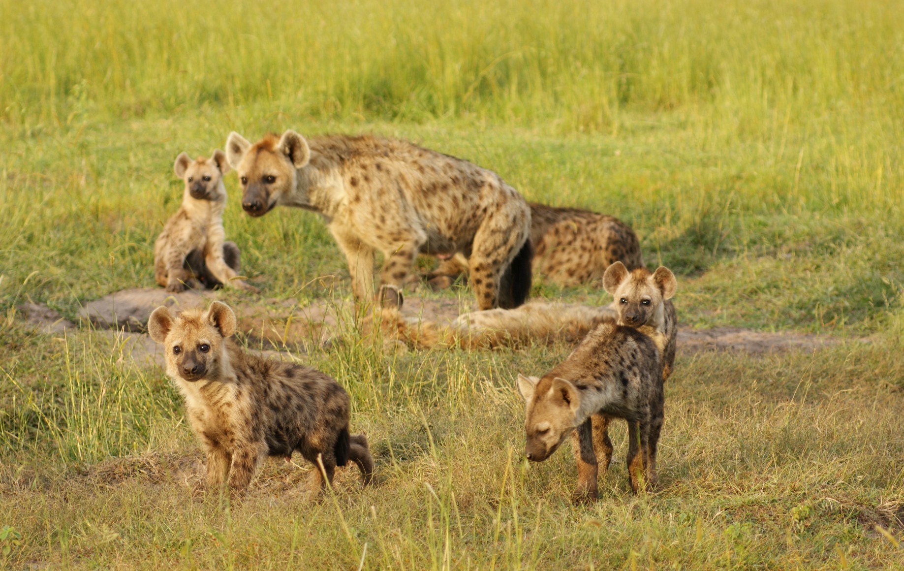 Hyena near King Lewanika Lodge