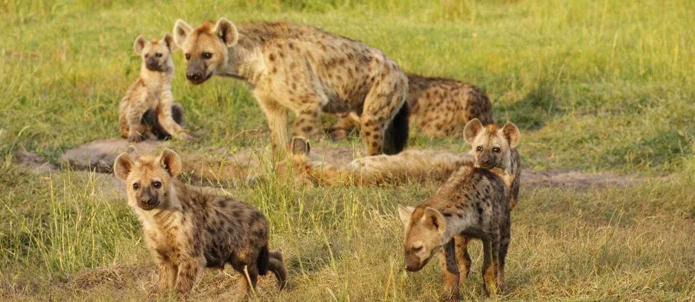 Hyena near King Lewanika Lodge