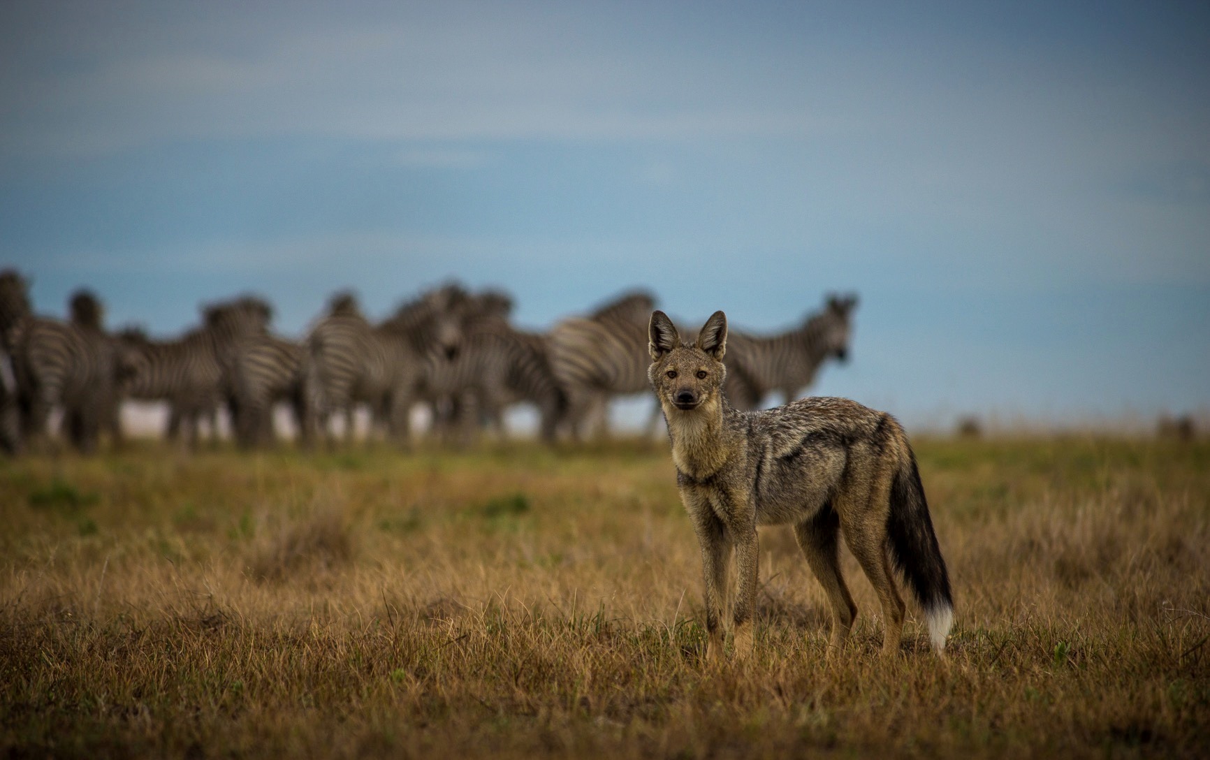 Wild dog near King Lewanika Lodge