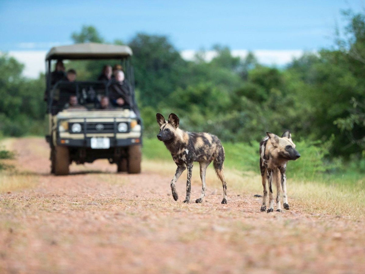 Wild dog sighting during a game drive at luxury safari camp Luwi Bush Camp in Zambia
