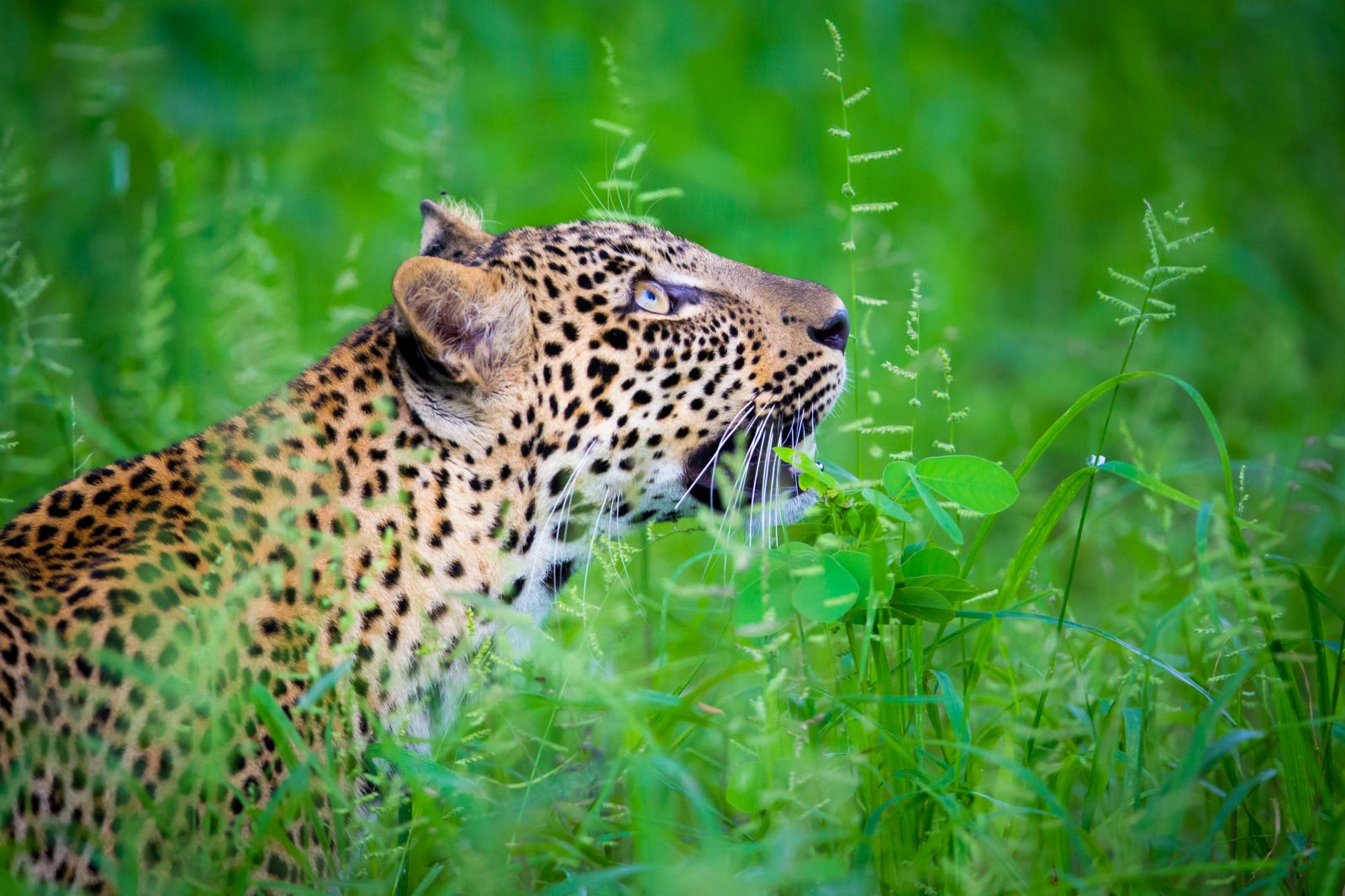 Leopard looking up in green grass