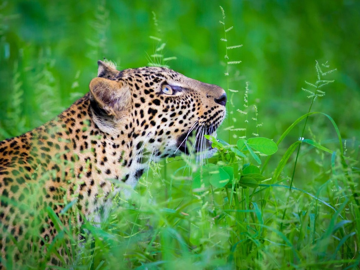 Leopard looking up in green grass
