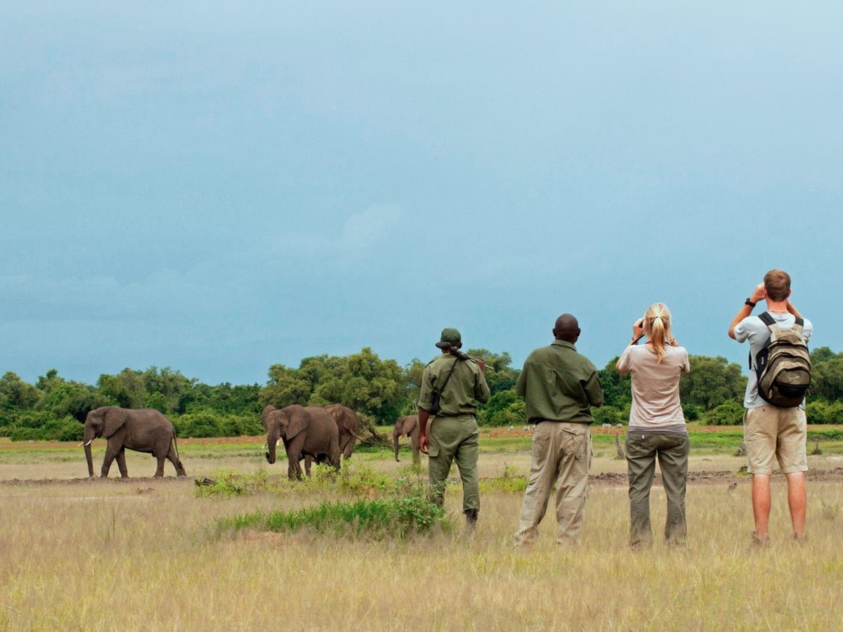 Guests watching elephants while on a guided walk at luxury safari camp Luwi Bush Camp in Zambia