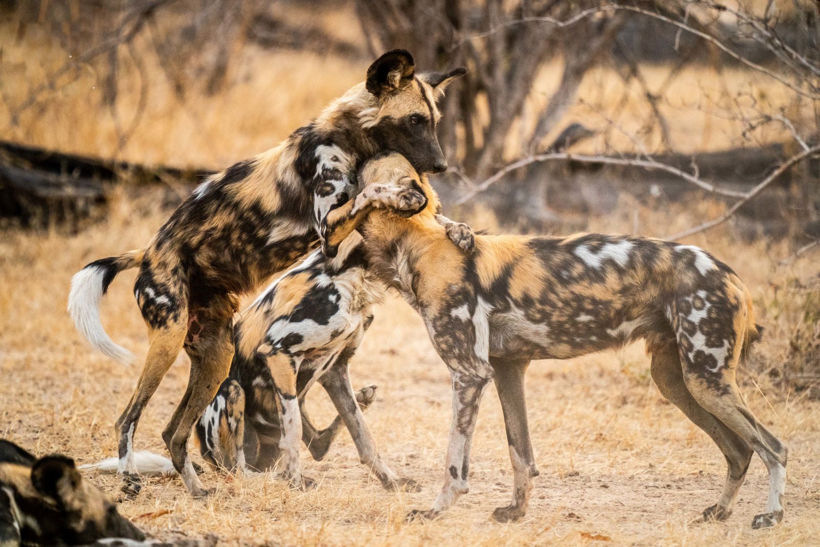 Wild Dogs playing 