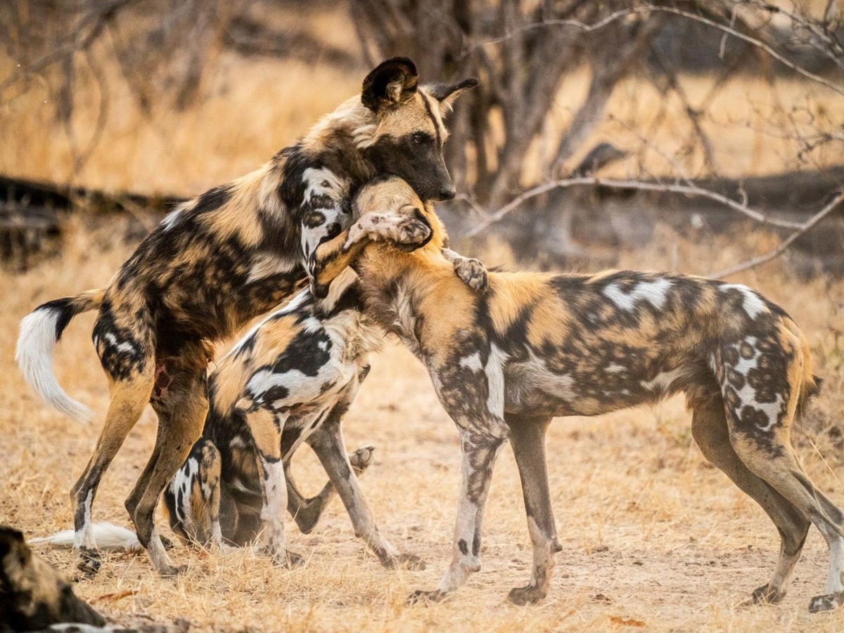 Wild Dogs playing