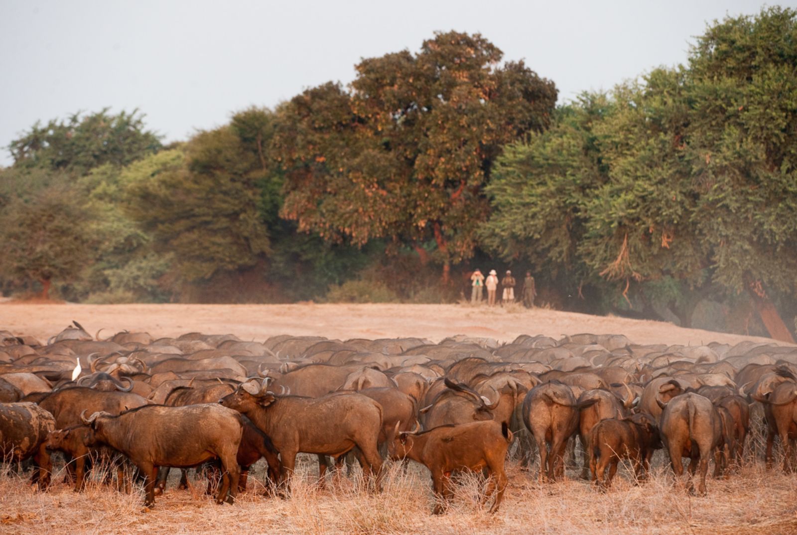 Walking tour spot a herd of buffalo on the grounds of Old Mondoro in the Lower Zambezi National Park