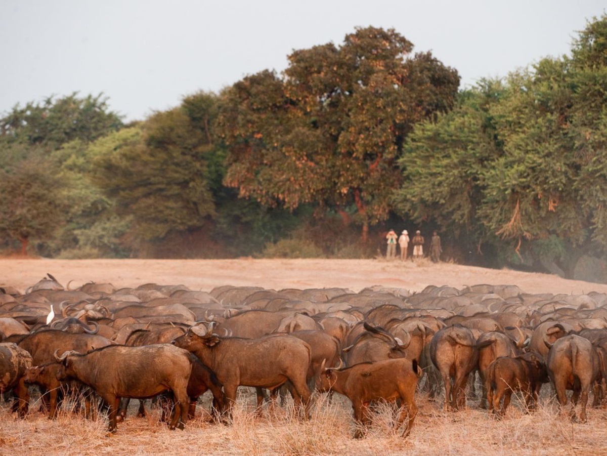 Walking tour spot a herd of buffalo on the grounds of Old Mondoro in the Lower Zambezi National Park