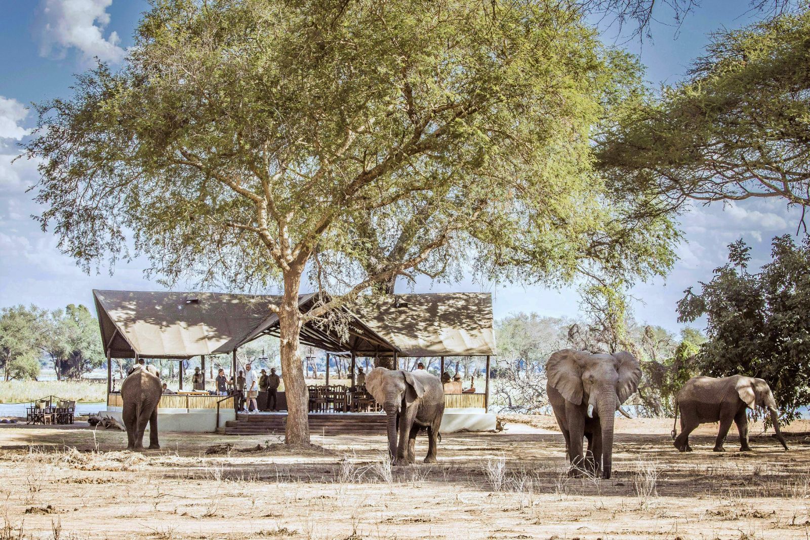 Elephants spotted on the grounds of Old Mondoro in the Lower Zambezi National Park