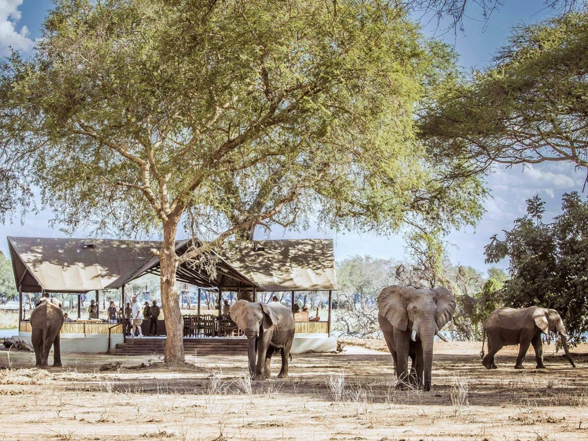 Elephants spotted on the grounds of Old Mondoro in the Lower Zambezi National Park