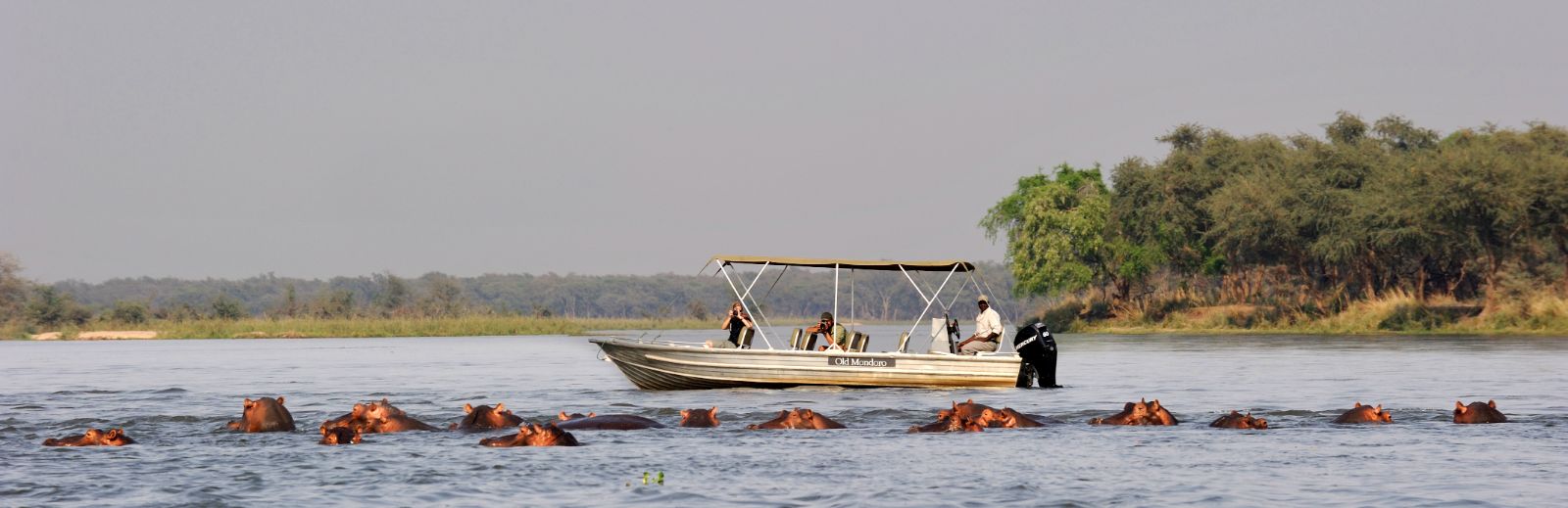Hippos spotted on a river safari at Old Mondoro in the Lower Zambezi National Park