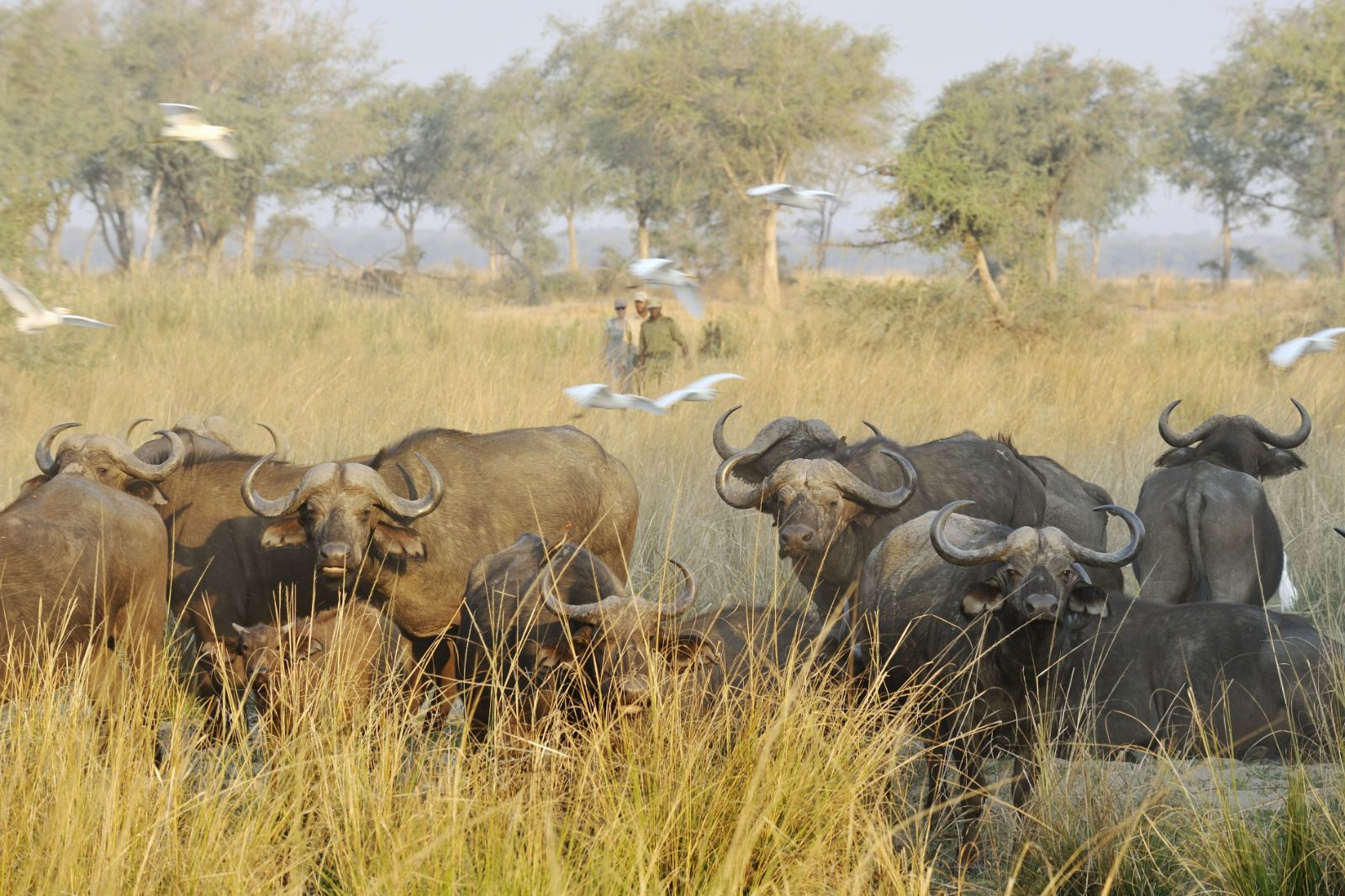 African Buffalo on the grounds of Potato Bush Camp on the Zambezi