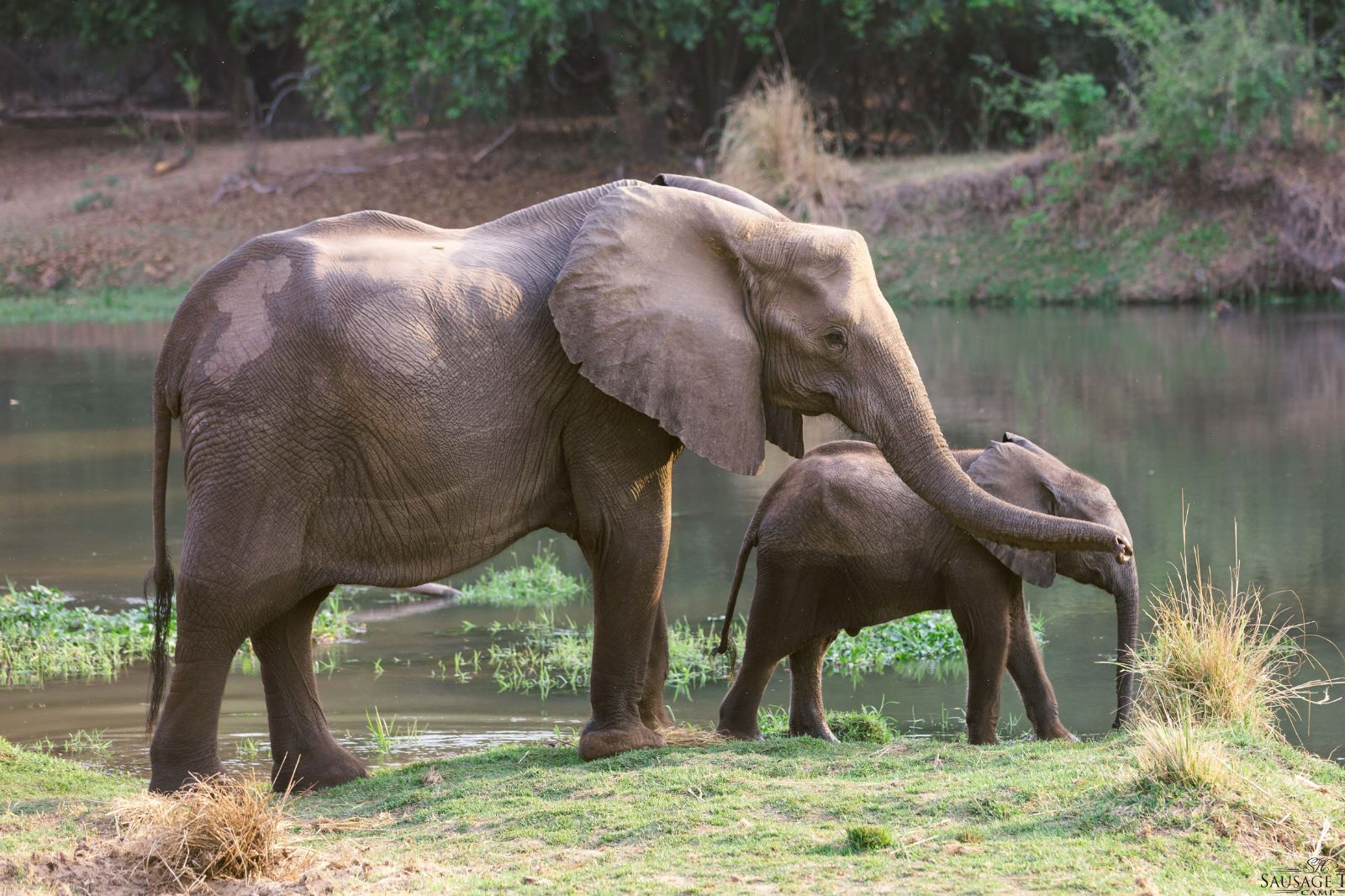 Elephants on the bank of the Zambezi at Potato Bush Camp
