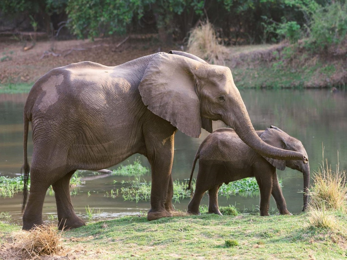 Elephants on the bank of the Zambezi at Potato Bush Camp