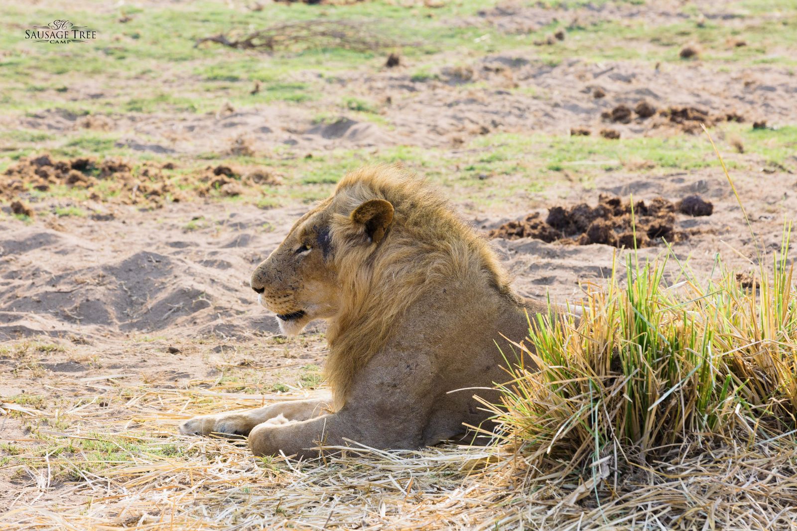 A male lion on the grounds of Potato Bush Camp on the Zambezi